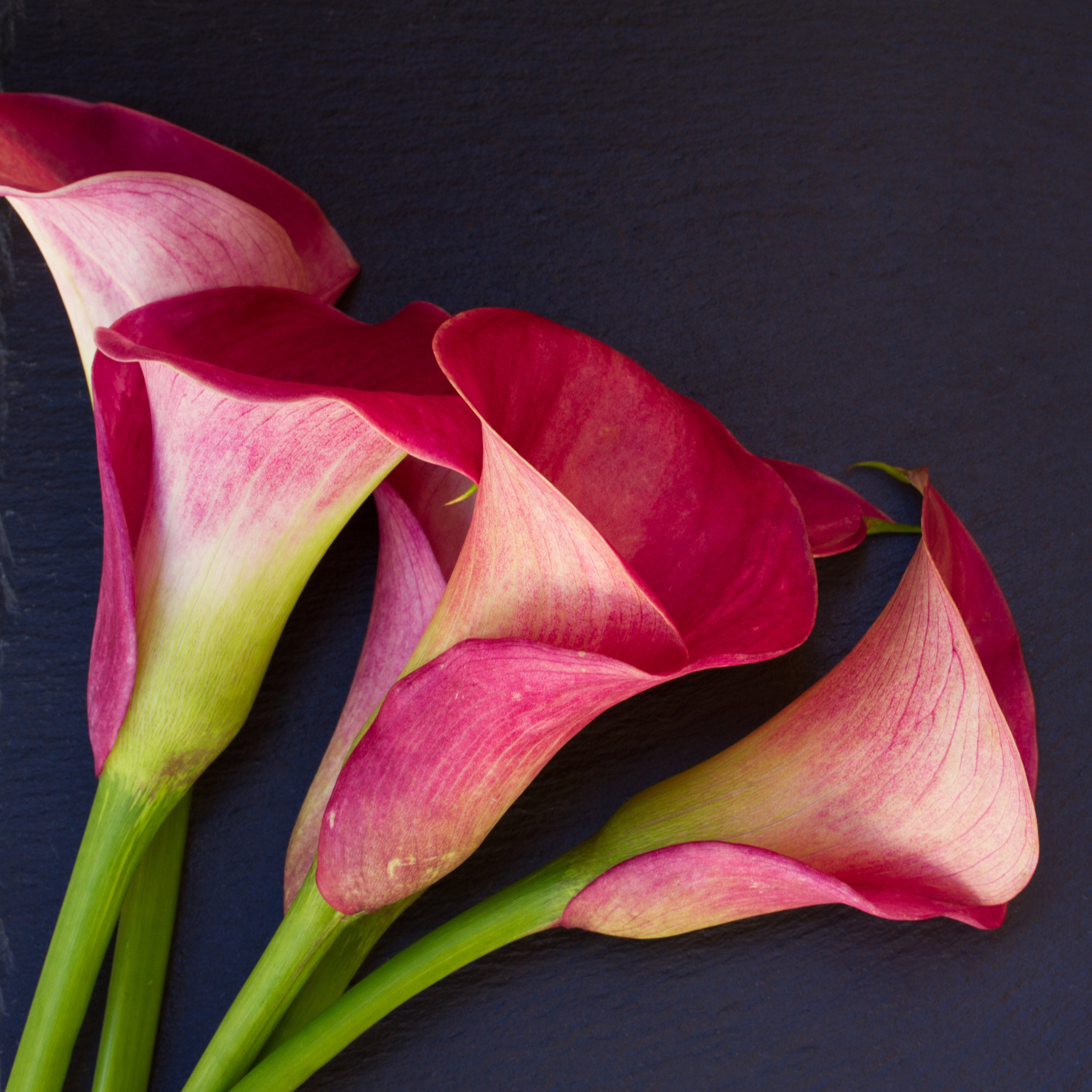 Four pink and white royal valentine calla lilies with green stems arranged on a dark slate background.
