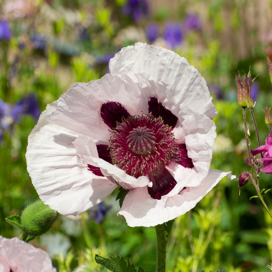 a white  royal wedding oriental poppy with a dark red centre in an outdoor garden setting