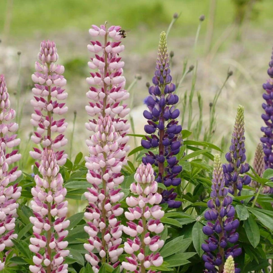 purple and pink Russel mix lupine flowers in a green garden setting