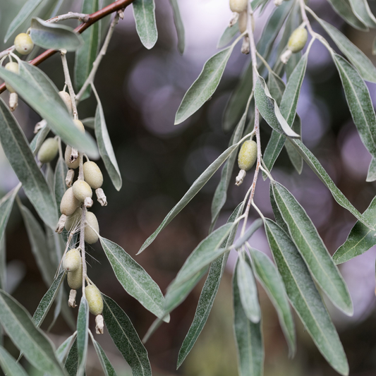 a close up of the thin branches of a Russian olive tree with thin long pale leaves with many small oval shaped olives and a blurred background