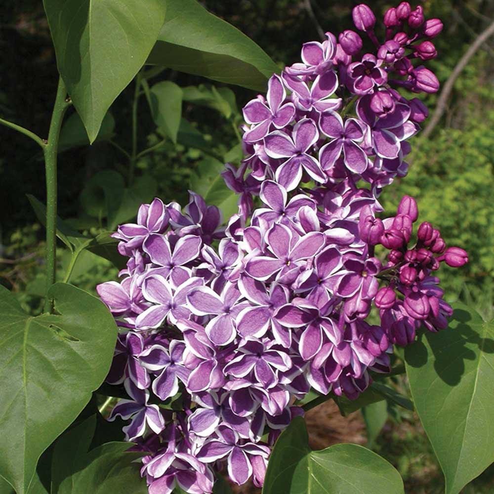 Sensation Lilas Français
