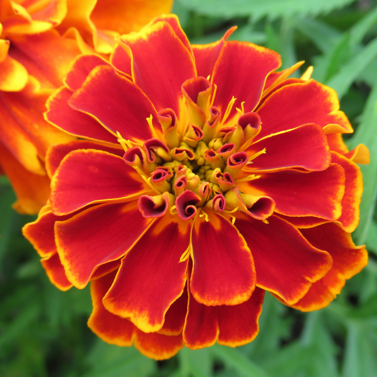 a close up of a bright red and yellow safari red marigold in an outdoor garden setting
