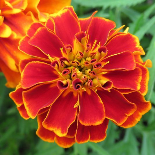 a close up of a bright red and yellow safari red marigold in an outdoor garden setting