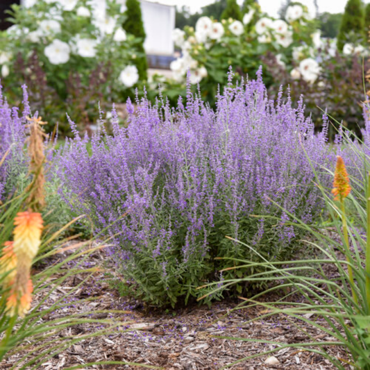 a sage advice Russian sage shrub with bright purple. flowers and long leafy green stems growing in an outdoor garden with a soft blurred background