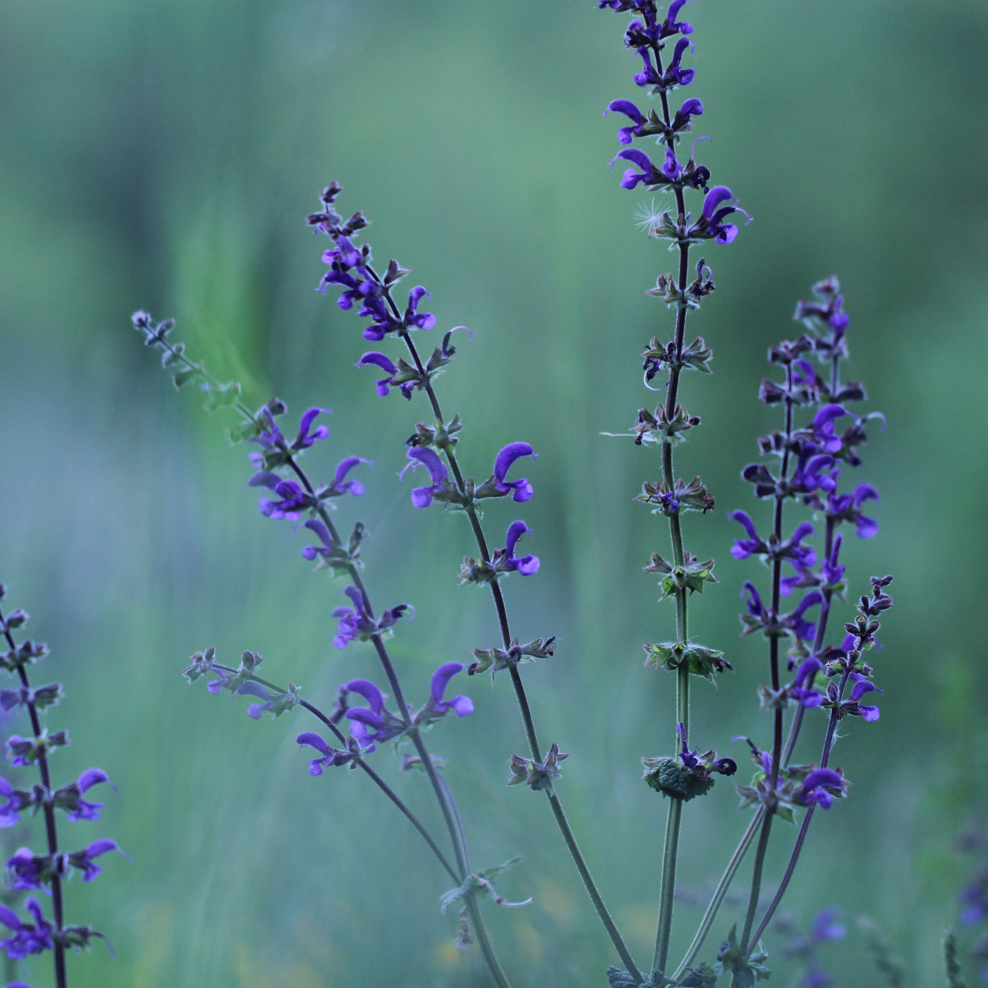 a few stems of bright purple sally rosa April night meadow sage flowering stocks in an outdoor garden setting