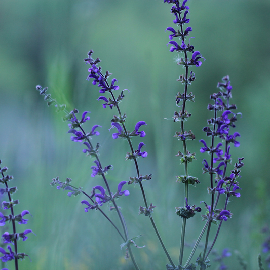 a few stems of bright purple sally rosa April night meadow sage flowering stocks in an outdoor garden setting
