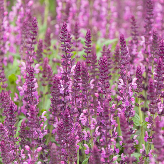 a close up of many right pinkish purple stocks of salute neon pink salvia flowering plants in an outdoor setting surrounded by greenery