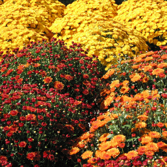 many brightly coloured orange red and yellow sangria garden mums