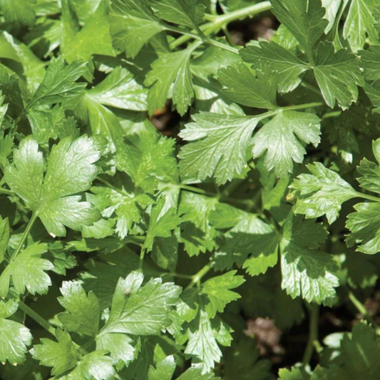 a close up of the green leaves of Santo cilantro