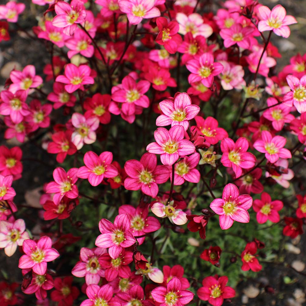 Marto Hot Rose Rockfoil Saxifraga