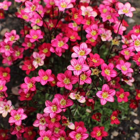 Marto Hot Rose Rockfoil Saxifraga