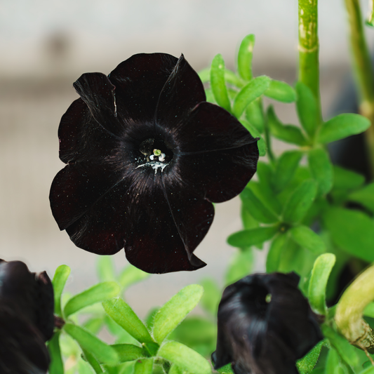 A close-up of a dark black scarlet velvet petunia flower in bloom among green leaves, with other dark flowers partially visible in the foreground and a soft blurred background.