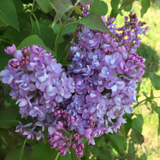 a close up of a scentera double blue lilac tree with pale purple flowers and bright green foliage in an outdoor setting