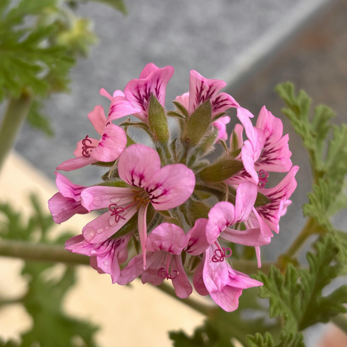 a close up of many pale pink scented geranium flowers with dark pink veining with leaves in the soft blurred background in an outdoor setting