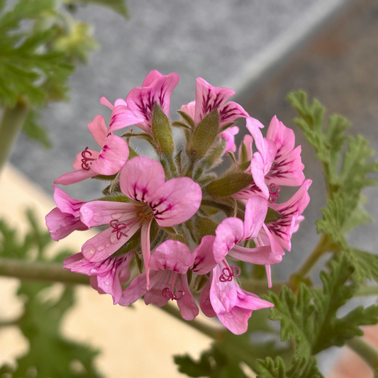 a close up oof many pale pink scented geranium bunny brunch flowers with dark pink veining surrounded by green leaves in an outdoor setting