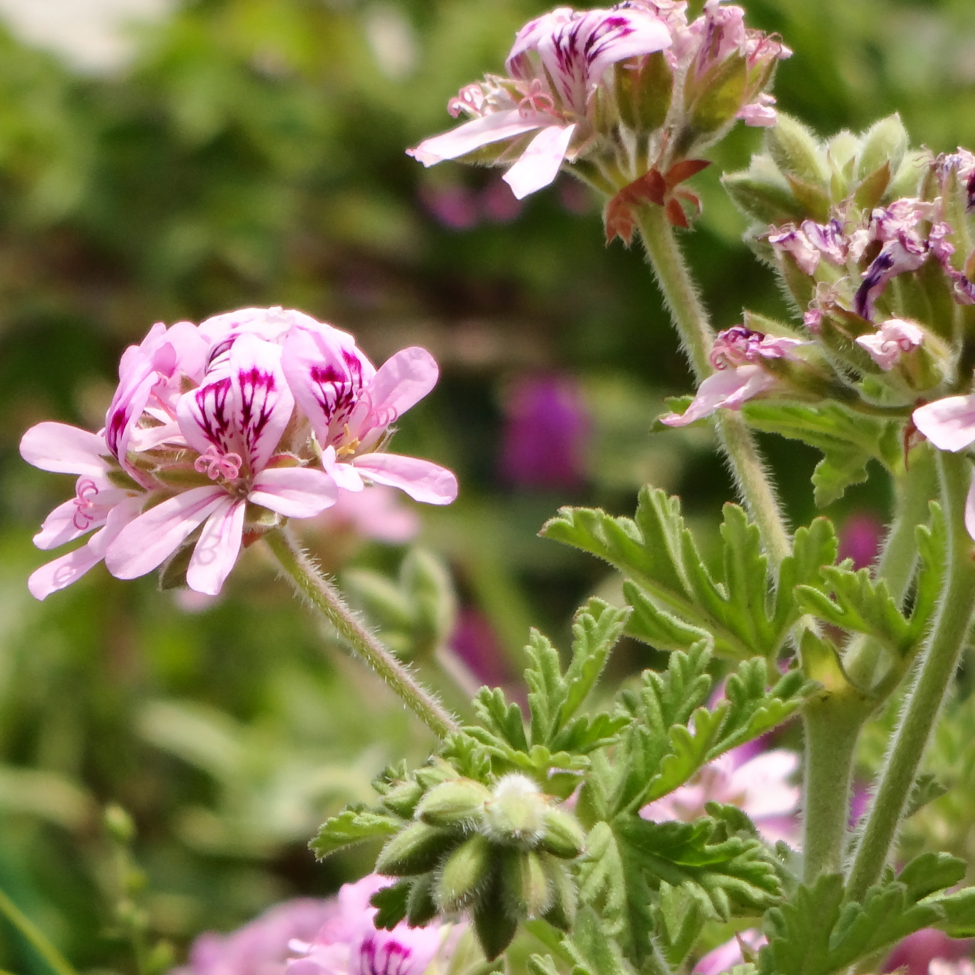 Close-up of pink scented geranium lady Plymouth flowers with dark magenta centers and green leaves in a garden setting.
