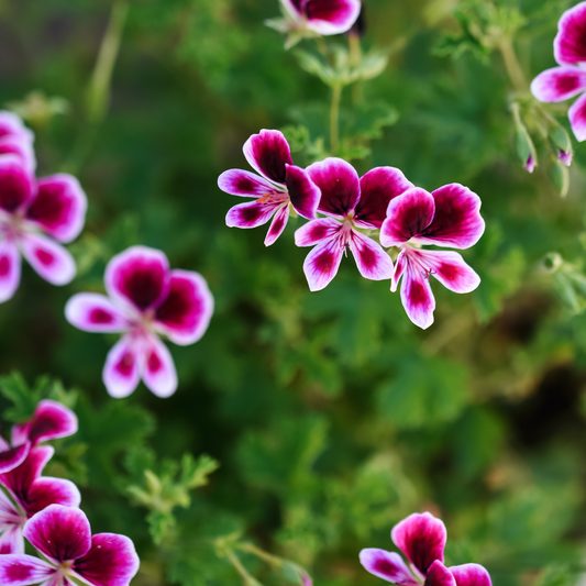 a close up of many bright and dark pink scented geranium mosquitaway Eva flowers with a soft blurred green leafy background
