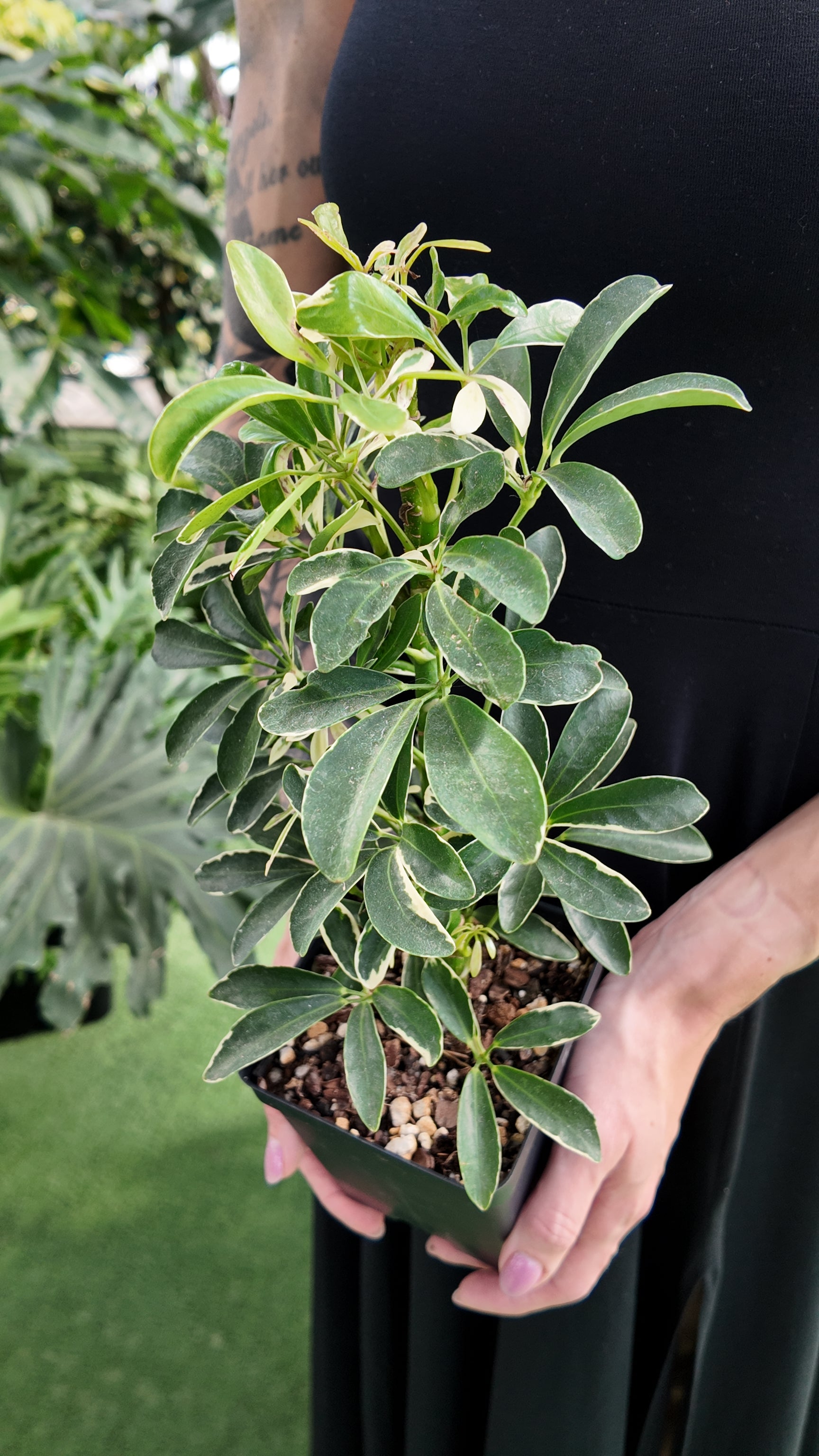 Person holding a potted Schefflera ‘Moonlight’ plant with green leaves against a blurred background