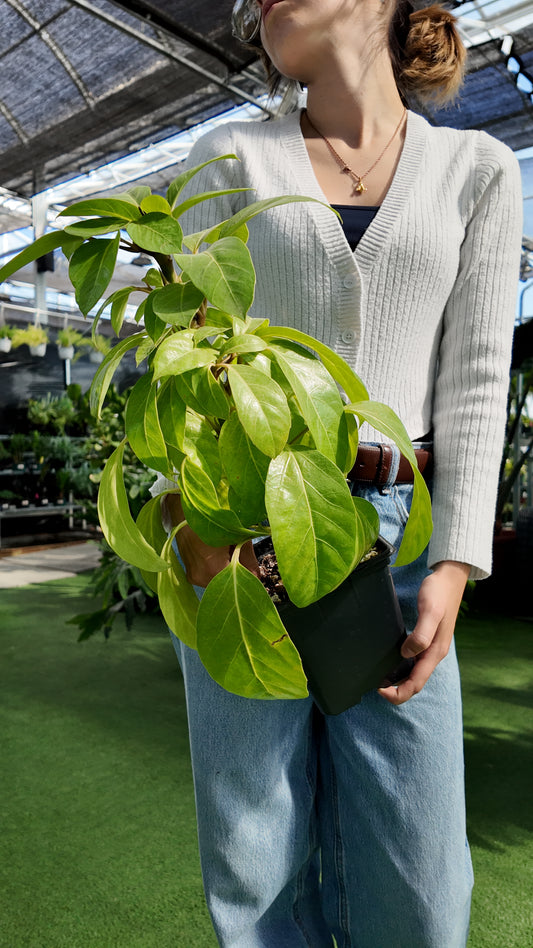 person holding a potted schefflera alpine plant in a greenhouse setting