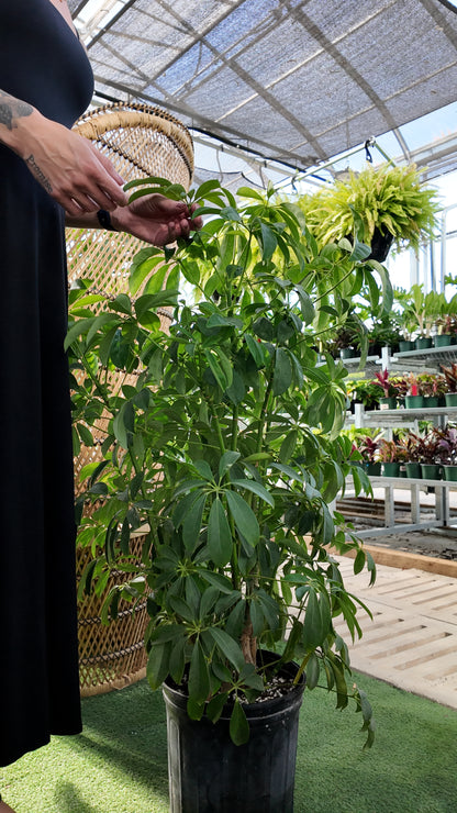 A person checking the leaves on a large potted schefflera Hawaiian bush plant in a greenhouse setting