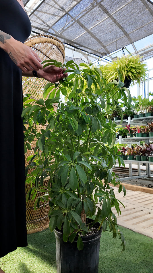 A person checking the leaves on a large potted schefflera Hawaiian bush plant in a greenhouse setting