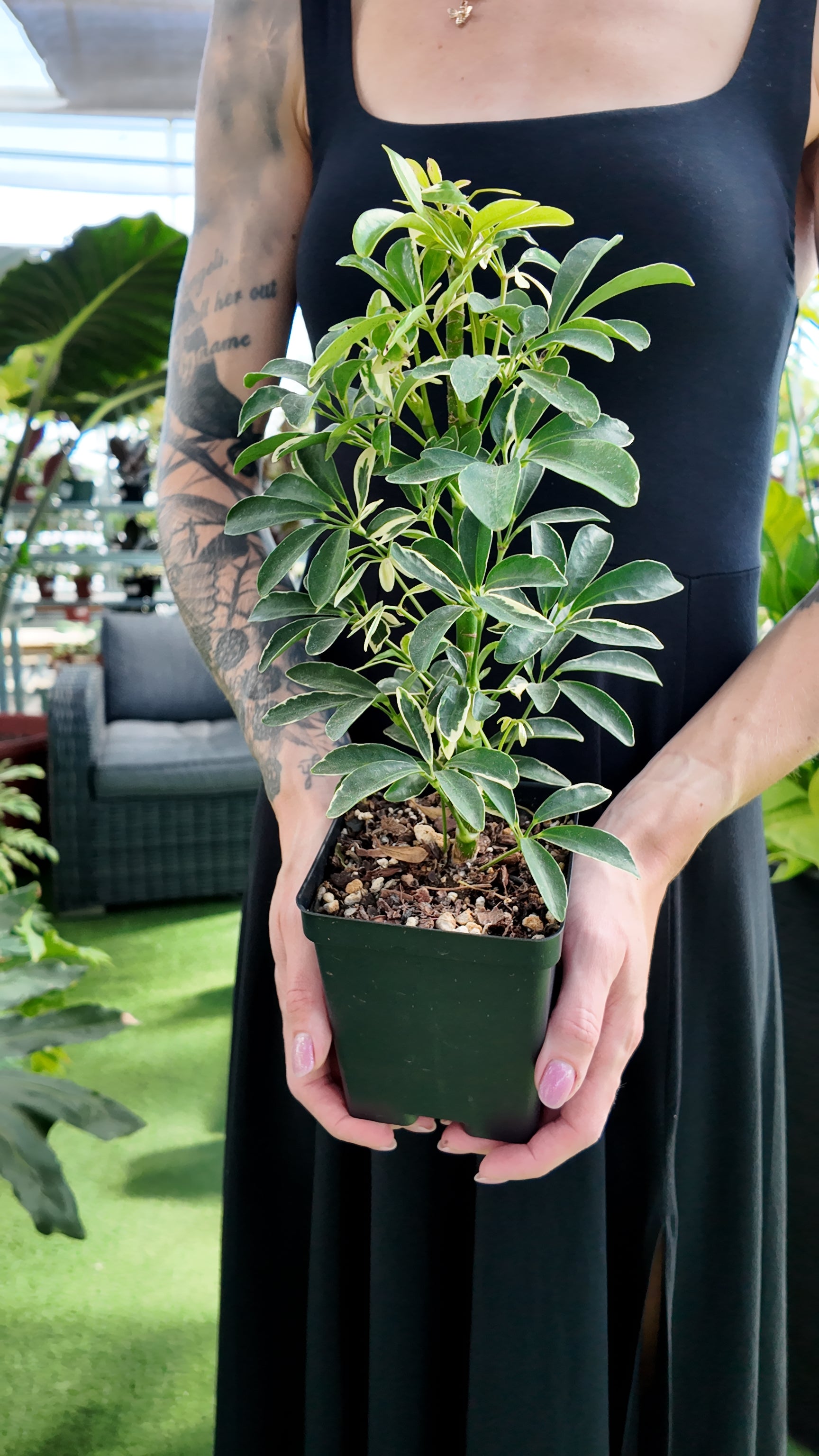 a person holding a potted schefflera moonlight plant in a greenhouse setting
