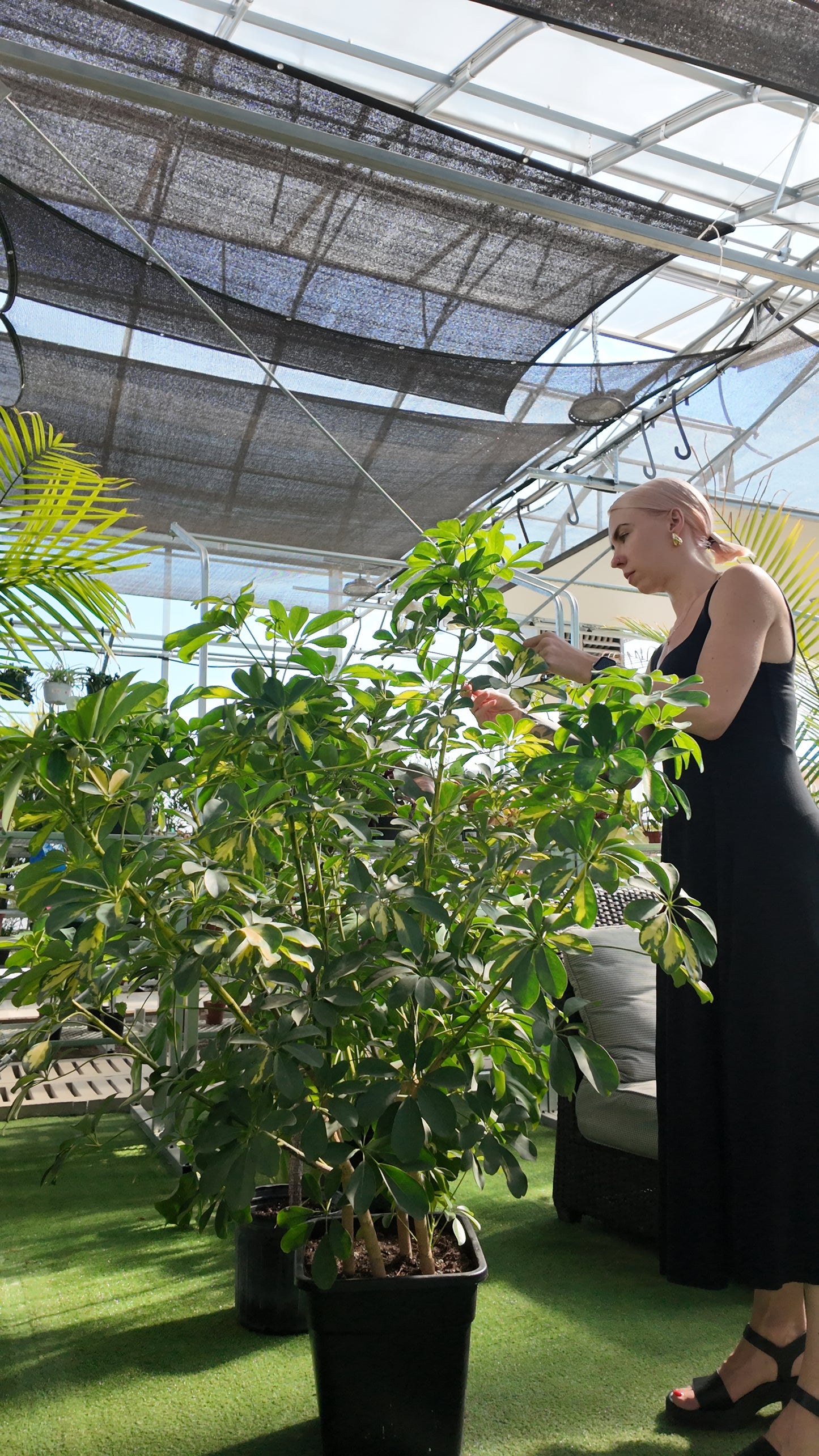 Woman examining a potted schefflera cappella plant in a greenhouse setting