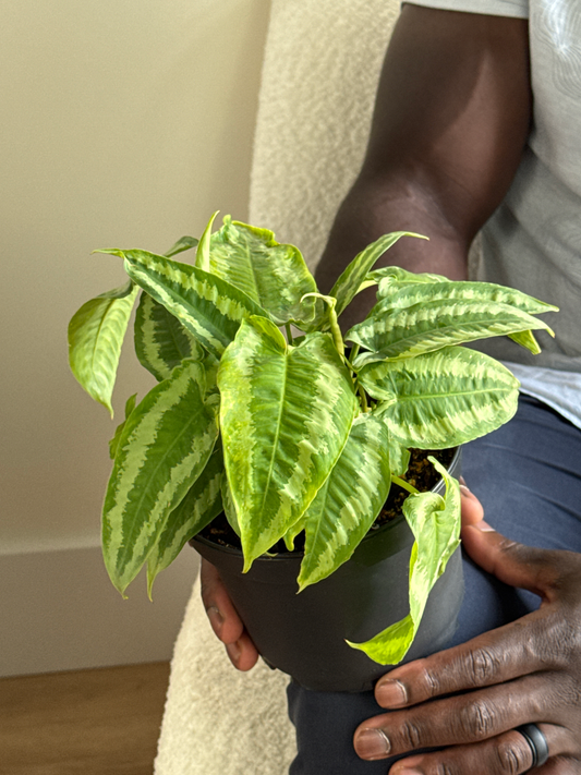 Person holding a potted Schismatoglottis plant with green leaves with light green variegations against white wall with wooden floors