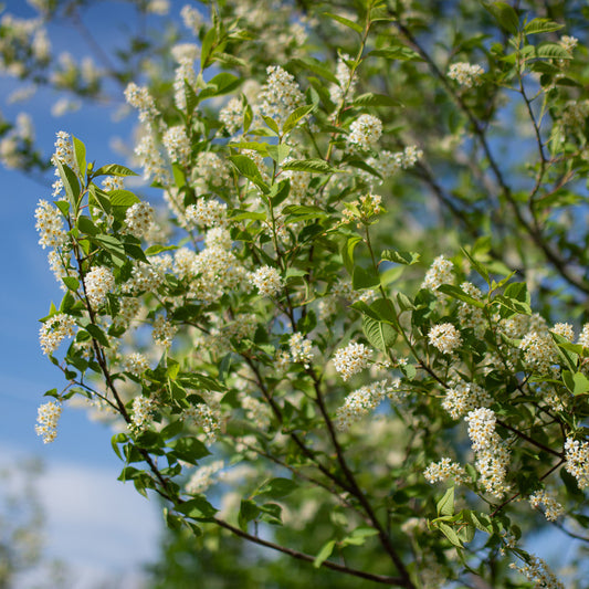 Bailey's Select Schubert Chokecherry