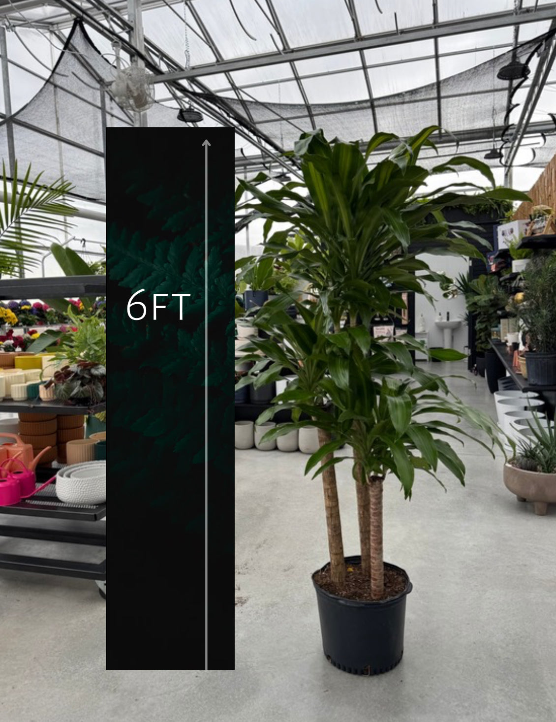 Dracaena ‘Mass Cane’