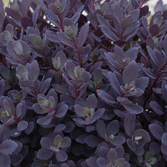 SunSparkler® Plum Dazzled Stonecrop