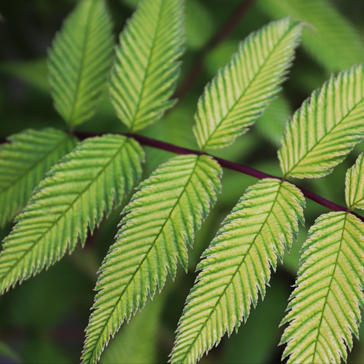 a close up of a sea false spirea plant with bright green serrated leaves growing on a dark red stem with a soft blurred green background in an outdoor setting