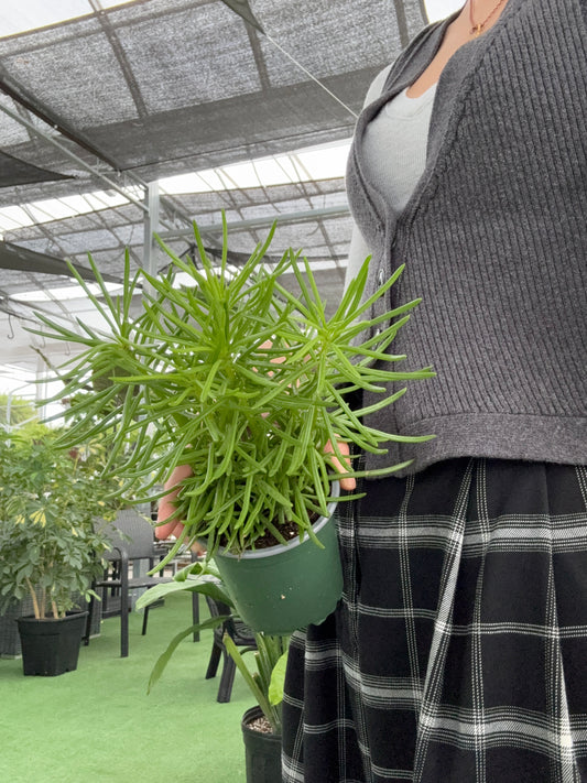 Person holding a potted Senecio ‘Himalaya’ plant with a blurred background