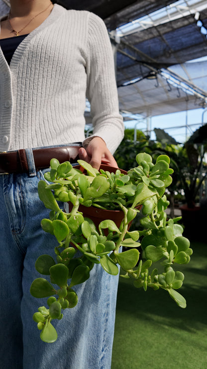 Person holding a potted Senecio jacobsenii plant in a greenhouse setting