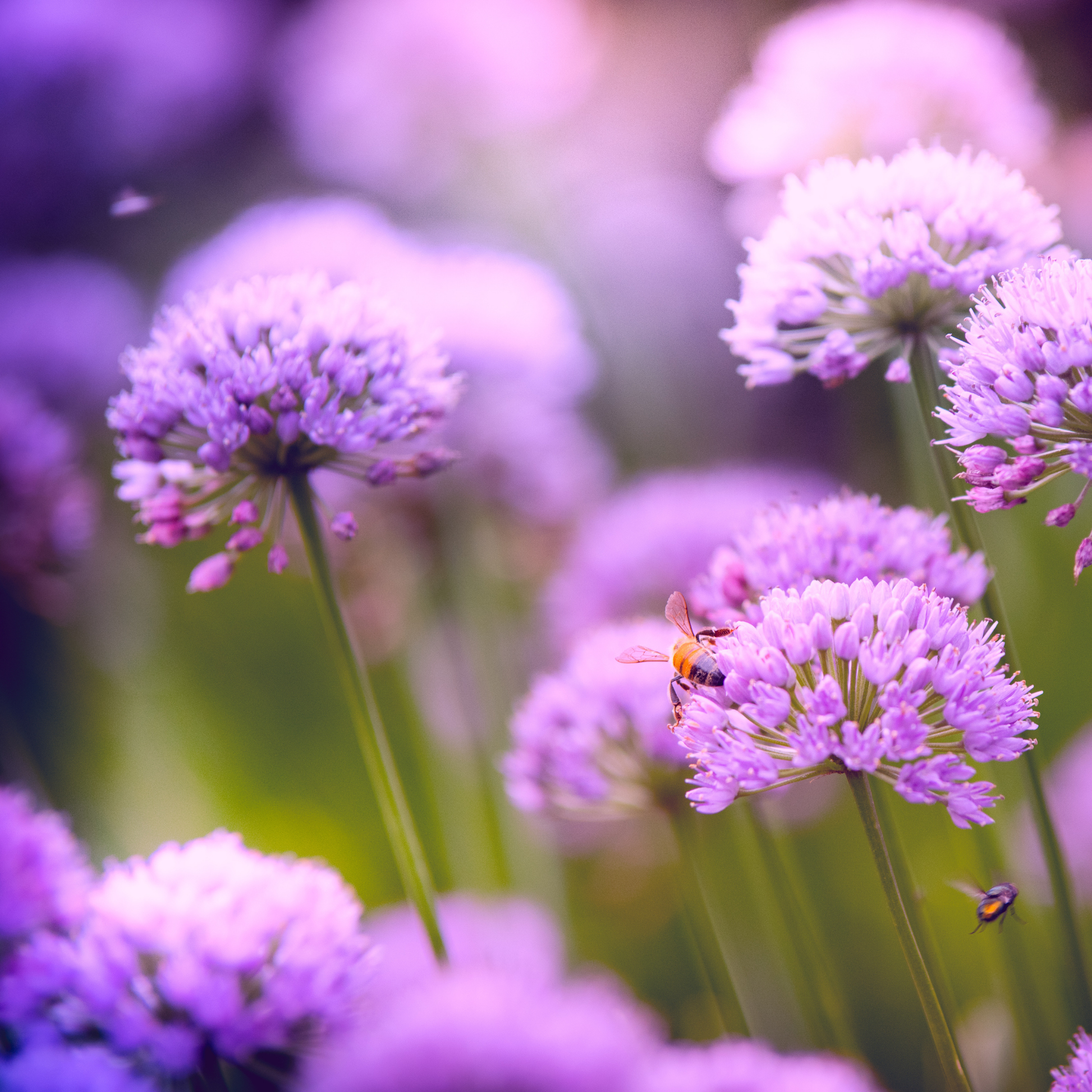 many bright purple serendipity allium plants with green stems and a blurred floral background