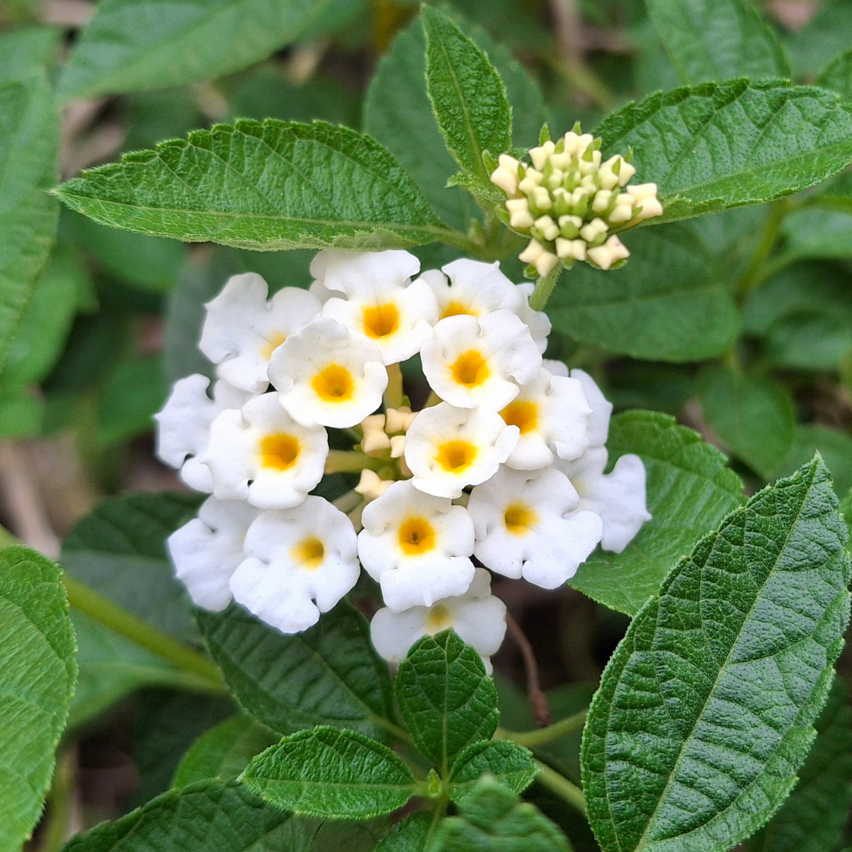 many small bright white shamrock white lantern flowers with yellow centres surrounded by dark green leaves in an outdoor setting