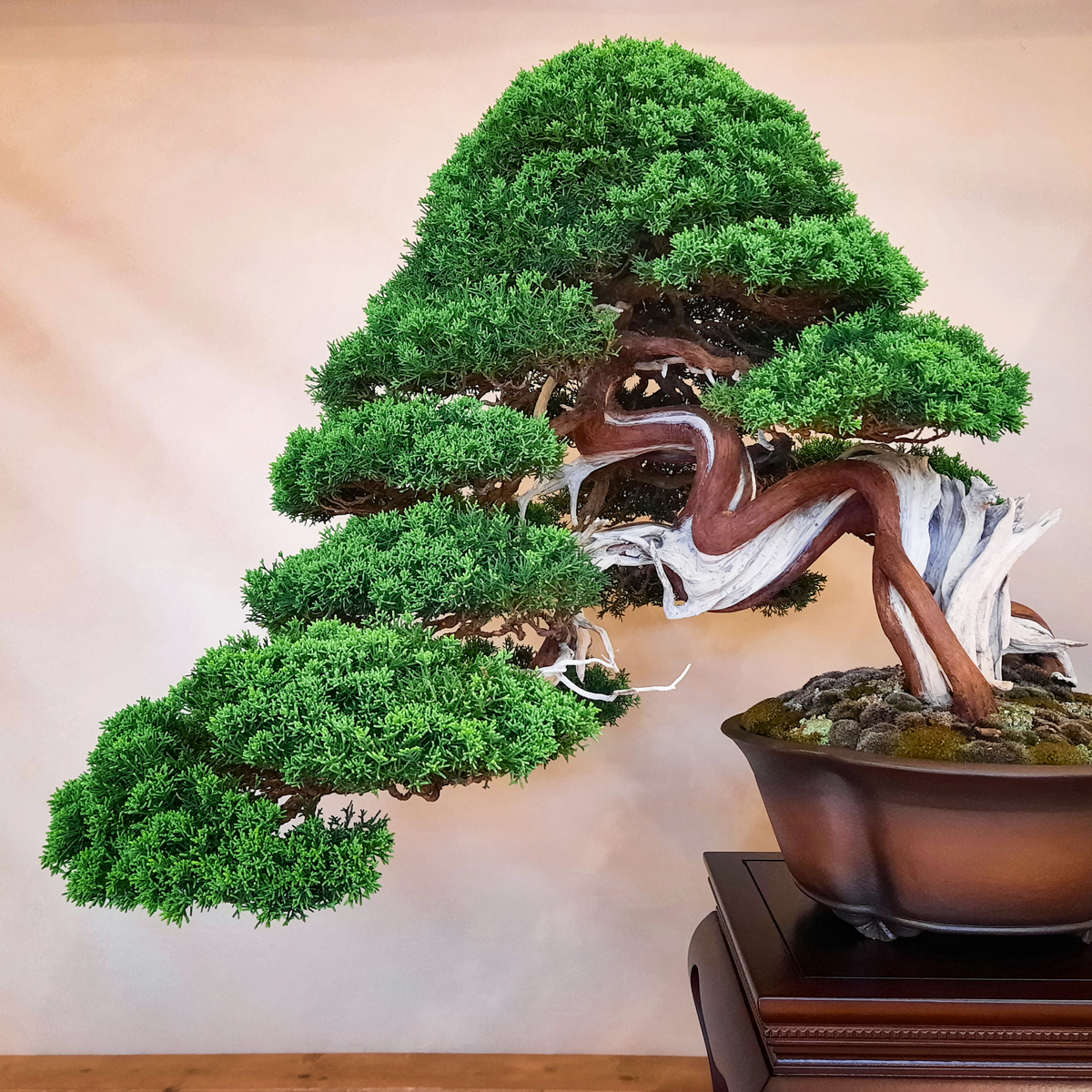 a shimpaku juniper tree with many different levels of leaf bundles growing on a wavy trunk growing in a pot with moss around the base in an indoor setting