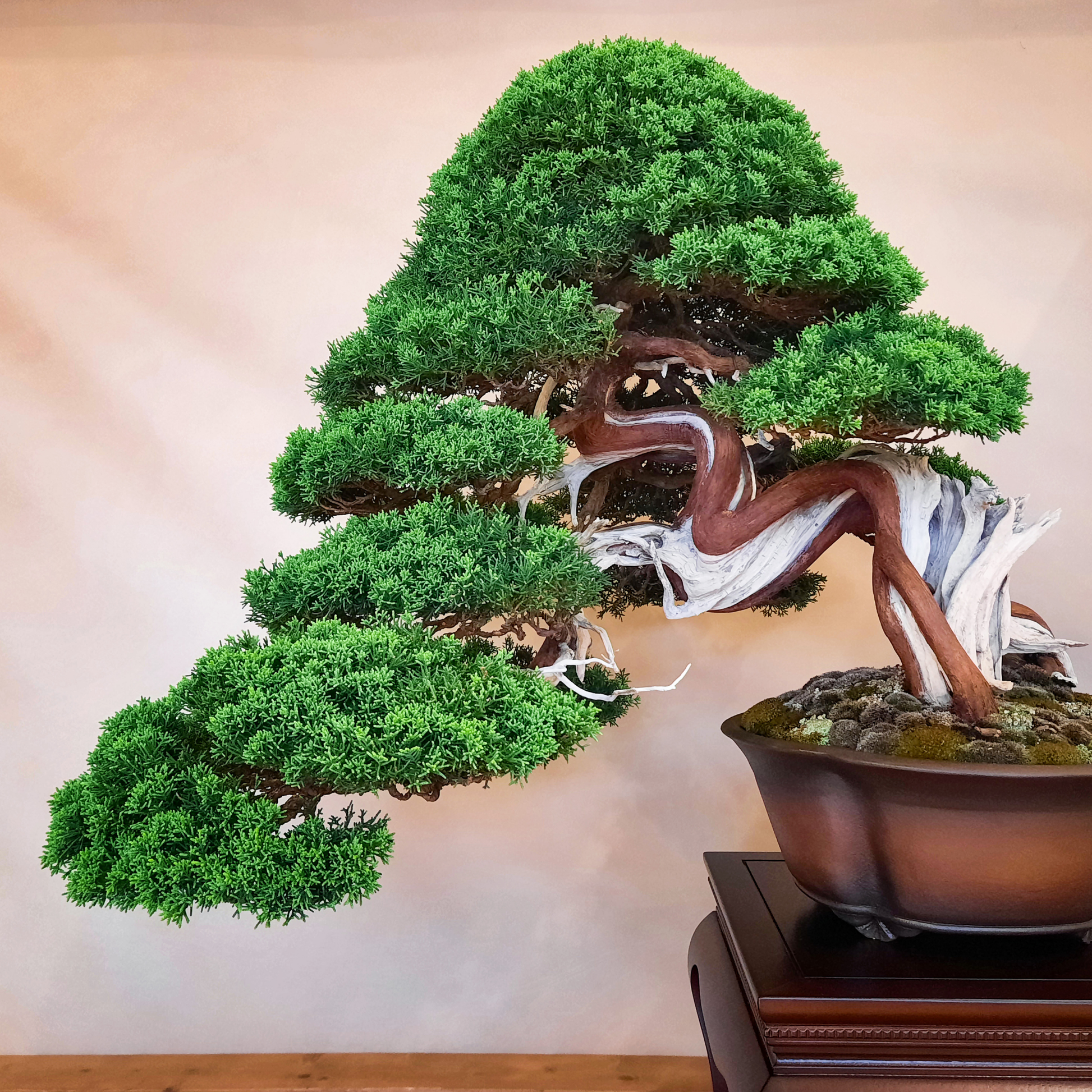 a shimpaku juniper tree with many different levels of leaf bundles growing on a wavy trunk growing in a pot with moss around the base in an indoor setting