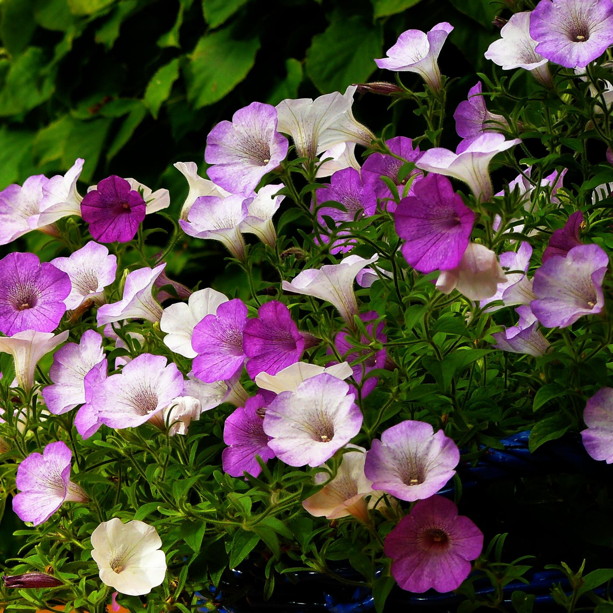 A close-up of shock wave spark mix petunia flowers in shades of purple, lavender, and white with green foliage, growing in a dense cluster.