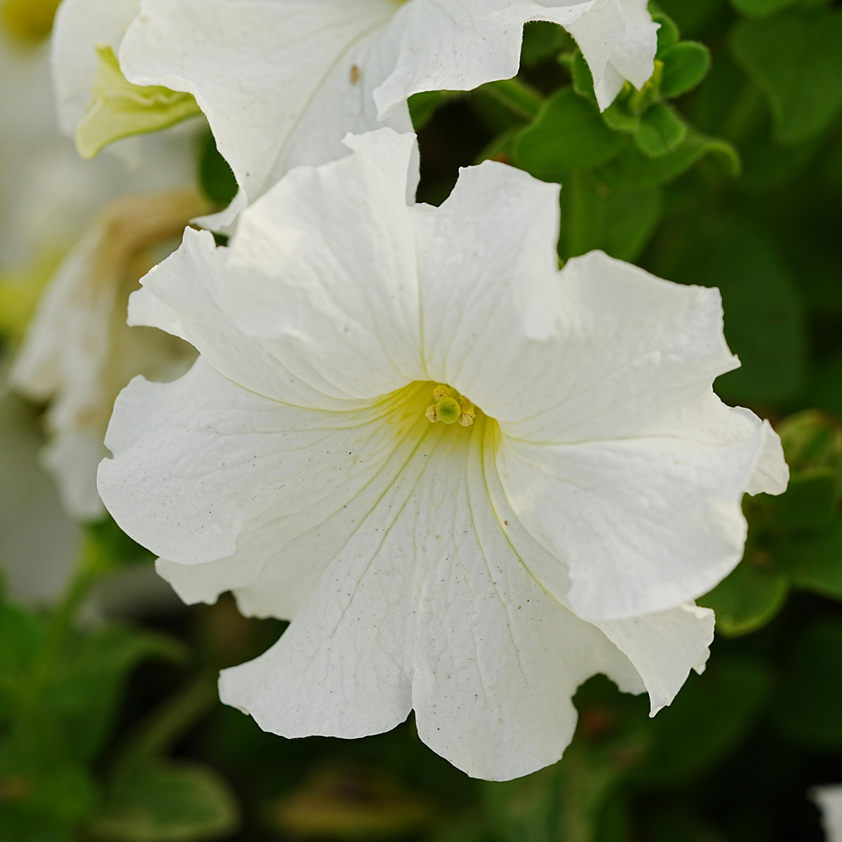 a close up of a white shock wave petunia flower with a yellow centre surrounded by other flowers and greenery in an outdoor garden setting