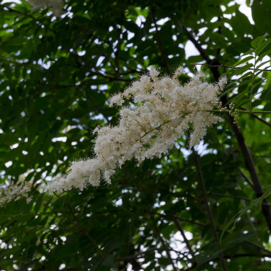 a fluffy looking bundle of white shogun Japanese lilac standing out amongst the branches and greenery of a Japanese lilac tree