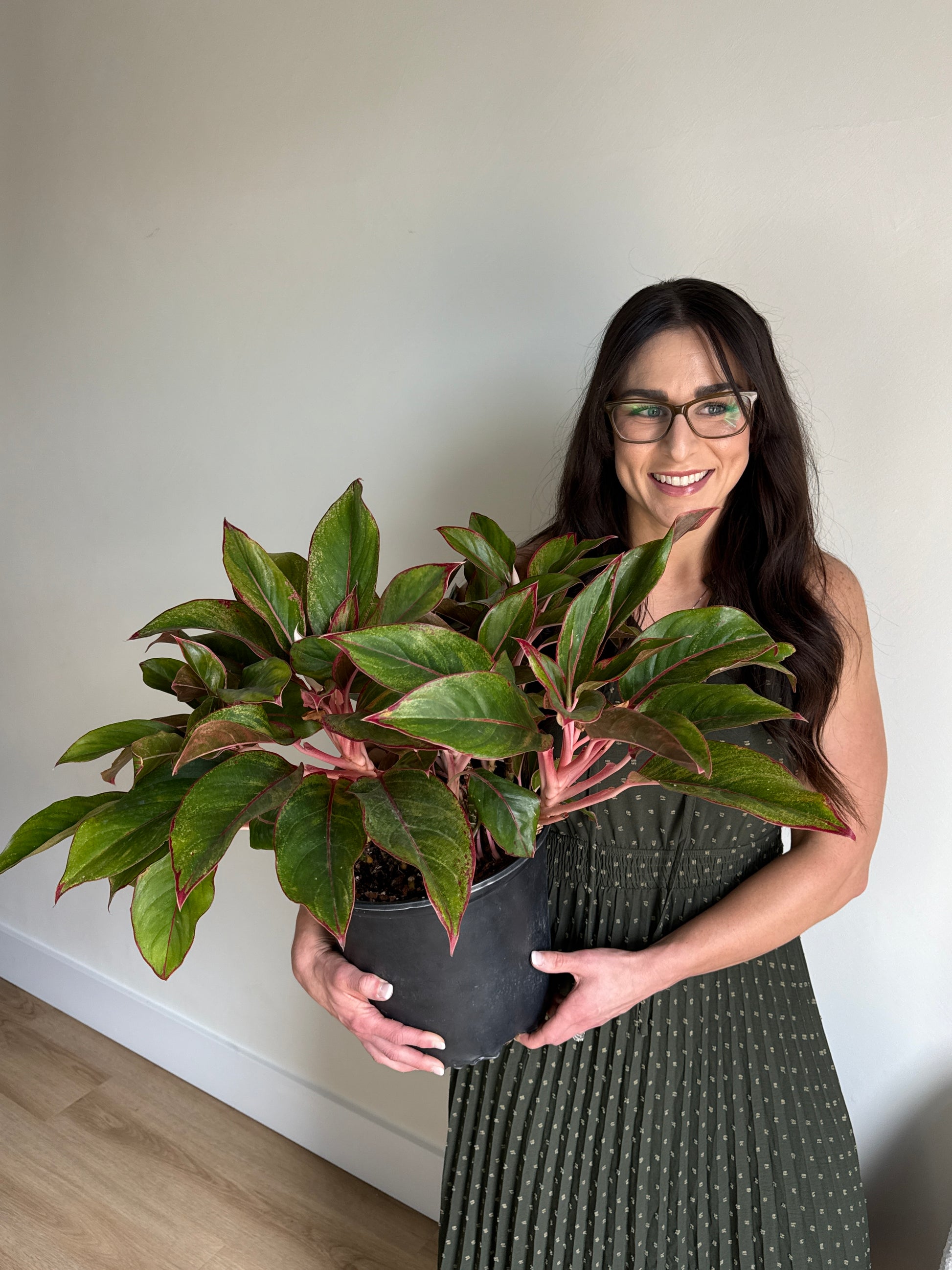 Woman holding agreen and red leafy Chinese Evergreen 'Siam Red' plant with a white background and wooden floor
