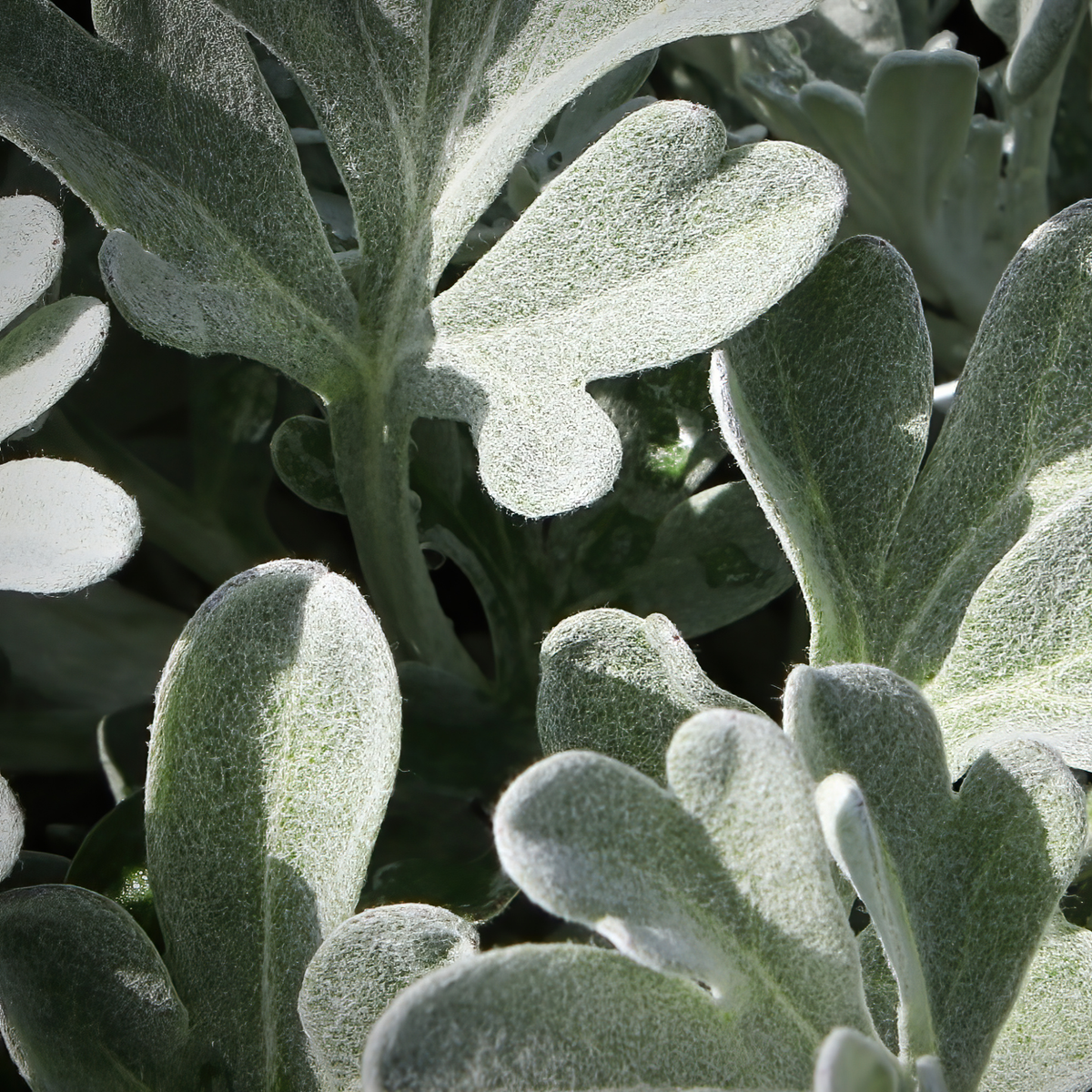 the fluffy leaves of many silver brocade artemisia plants