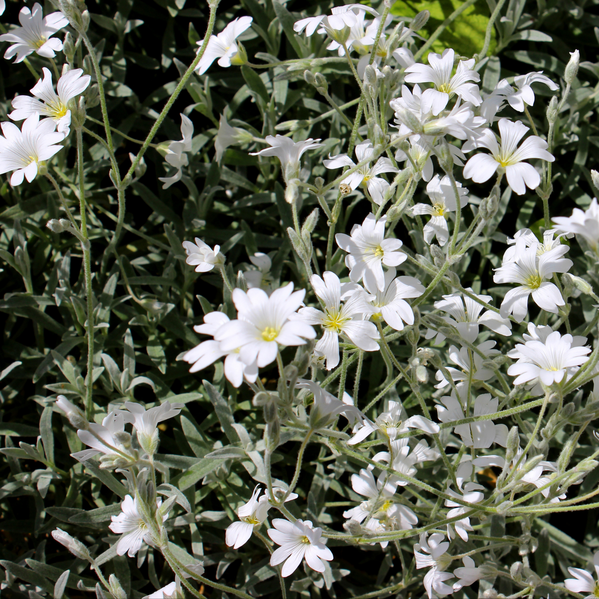 many bright white silver carpet snow in summer flowers with yellow centres surrounded by pale green stems and leaves in an outdoor setting