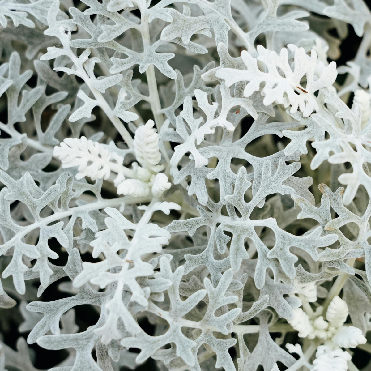 a close up of the white fuzzy leaves of a silver dust dusty miller plant