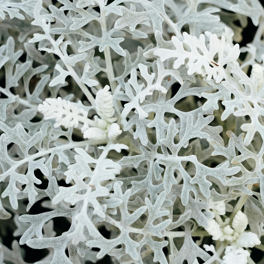a close up of the white fuzzy leaves of a silver dust dusty miller plant