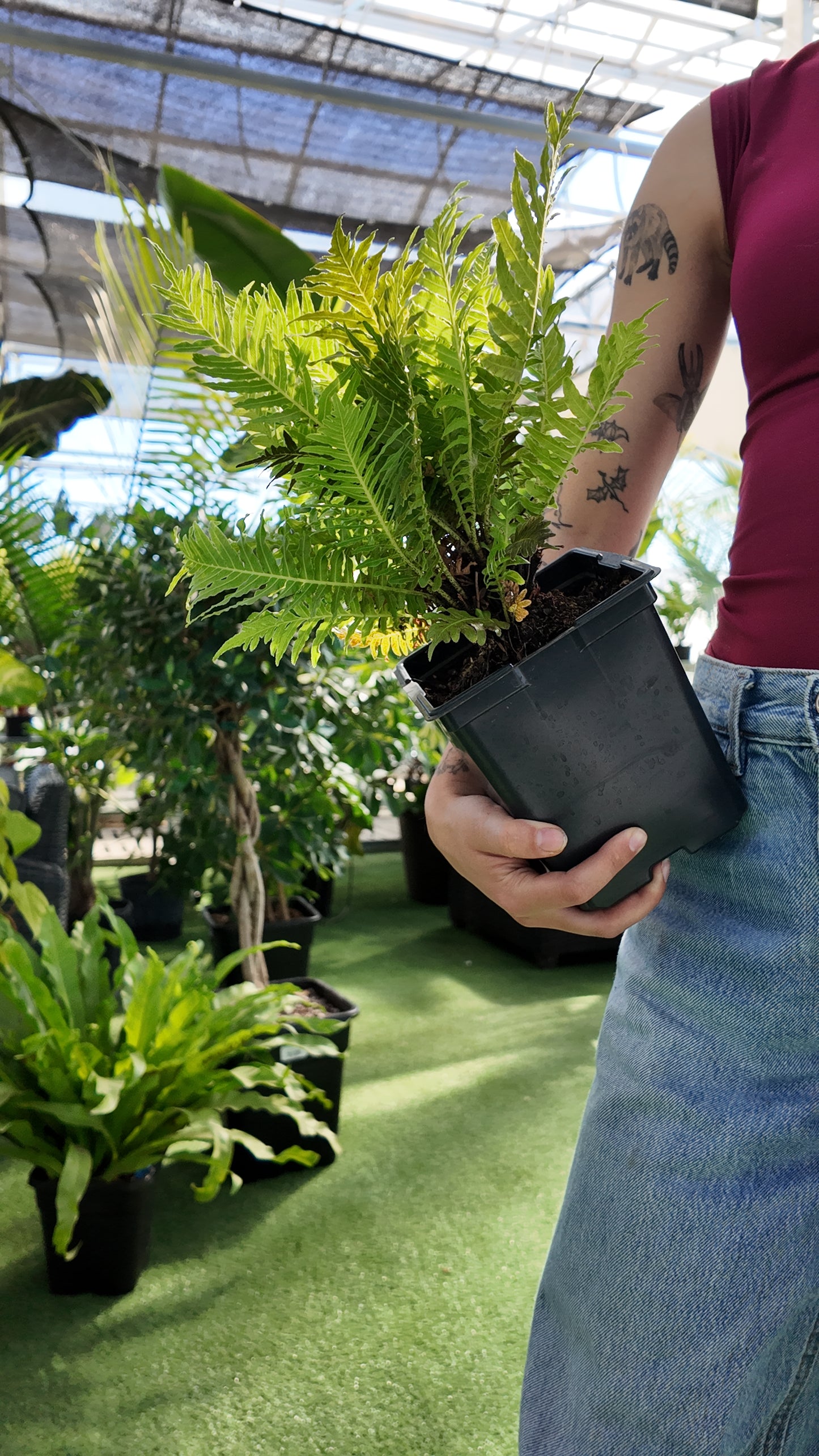 Person holding a potted Silver Lady fern in a greenhouse setting