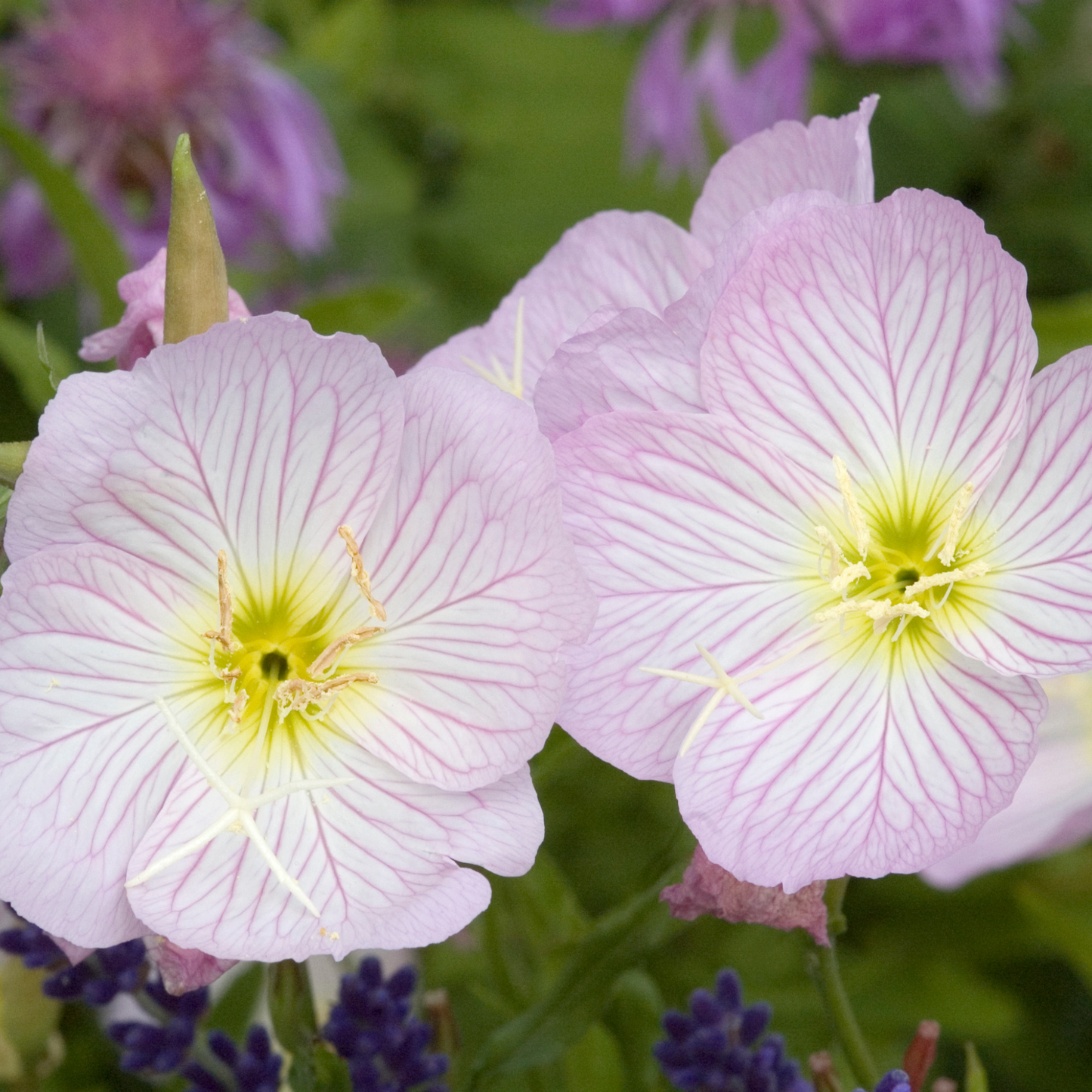 Close-up of pale pink Siskiyou evening primrose flowers with white veining and yellow centers, growing among green foliage and blurred purple flowers in the background.