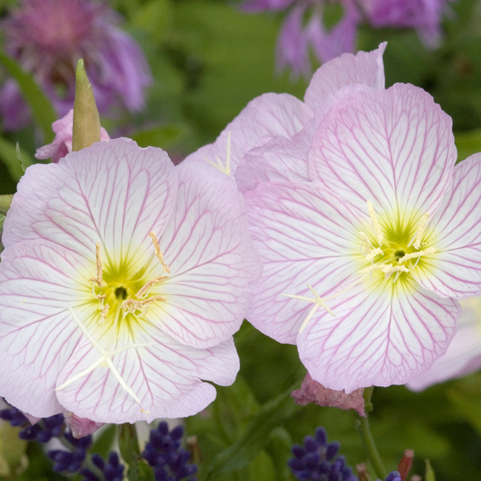 Close-up of pale pink Siskiyou evening primrose flowers with white veining and yellow centers, growing among green foliage and blurred purple flowers in the background.