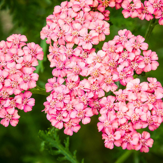 Close-up of skysail bright pink yarrow flowers in clusters with green foliage in the background.